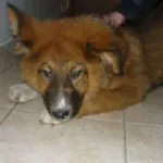 Znaleziono psa, Radom, 3 grudnia 2015