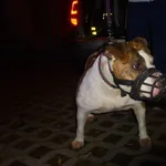 Znaleziono psa, Radom, 5 listopada 2016