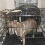 Znaleziono psa, Radom, 6 sierpnia 2017