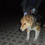 Znaleziono psa, Radom, 10 marca 2017