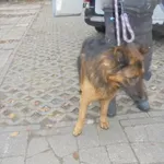 Znaleziono psa, Radom, 13 listopada 2016