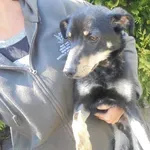 Znaleziono psa, Radom, 12 maja 2017