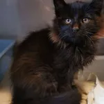 Kot do adopcji, Olsztyn, 5 listopada 2022