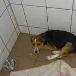 Znaleziono psa, Radom, 12 lipca 2015