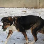 Pies do adopcji, Bełchatów, 15 kwietnia 2021