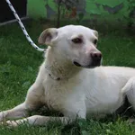 Pies do adopcji, Bełchatów, 5 kwietnia 2018