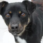 Pies do adopcji, Bełchatów, 17 stycznia 2021