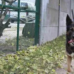 Pies do adopcji, Bełchatów, 10 kwietnia 2019