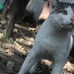 Kot do adopcji, Bełchatów, 3 czerwca 2022