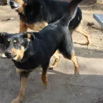 Pies do adopcji, Bełchatów, 30 maja 2018