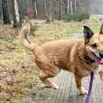 Pies do adopcji, Sosnowice, 4 stycznia 2021