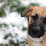 Pies do adopcji, Olsztyn, 5 listopada 2022