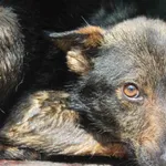 Pies do adopcji, Bełchatów, 31 maja 2019