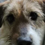 Pies do adopcji, Bełchatów, 20 września 2021