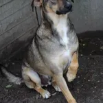 Pies do adopcji, Bełchatów, 1 lutego 2019