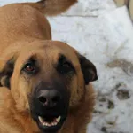 Pies do adopcji, Bełchatów, 3 marca 2021