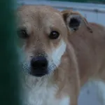Pies do adopcji, Bełchatów, 13 października 2020