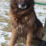 Pies do adopcji, Bełchatów, 12 lutego 2021