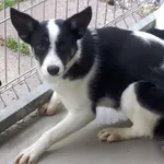 Pies do adopcji, Bełchatów, 7 sierpnia 2018