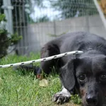 Pies do adopcji, Bełchatów, 13 maja 2018