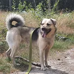 Pies do adopcji, Sosnowice, 2 czerwca 2021