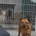 Pies do adopcji, Bełchatów, 24 września 2021
