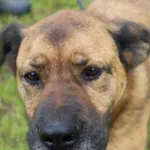 Pies do adopcji, Bełchatów, 29 maja 2021