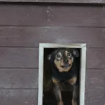Pies do adopcji, Bełchatów, 14 marca 2018
