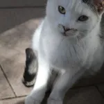 Kot do adopcji, Bełchatów, 8 listopada 2019