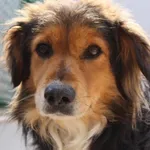 Pies do adopcji, Bełchatów, 25 listopada 2021