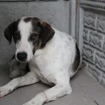 Pies do adopcji, Bełchatów, 24 lipca 2018
