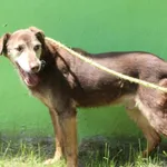 Pies do adopcji, Bełchatów, 27 grudnia 2018