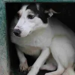 Pies do adopcji, Bełchatów, 26 lipca 2018
