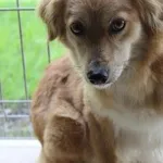 Pies do adopcji, Bełchatów, 3 kwietnia 2021