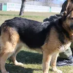 Pies do adopcji, Bełchatów, 31 marca 2020