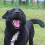 Pies do adopcji, Bełchatów, 21 grudnia 2020