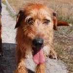 Pies do adopcji, Sosnowice, 5 sierpnia 2021