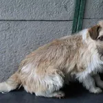 Pies do adopcji, Bełchatów, 27 stycznia 2021
