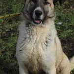 Pies do adopcji, Bełchatów, 28 sierpnia 2020