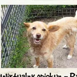 Pies do adopcji, Sosnowice, 6 lipca 2021