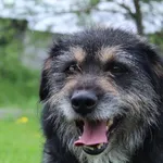 Pies do adopcji, Bełchatów, 8 marca 2021