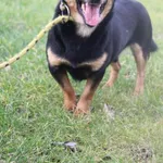 Pies do adopcji, Bełchatów, 13 grudnia 2019
