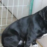 Pies do adopcji, Bełchatów, 14 listopada 2019