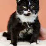 Kot do adopcji, Elbląg, 15 listopada 2022