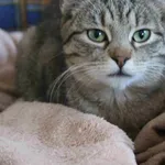 Kot do adopcji, Bełchatów, 2 lipca 2018
