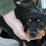 Pies do adopcji, Bełchatów, 25 stycznia 2022