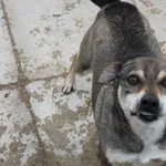 Pies do adopcji, Bełchatów, 9 kwietnia 2015
