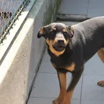 Pies do adopcji, Bełchatów, 23 grudnia 2019