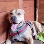 Pies do adopcji, Gorzów Wielkopolski, 14 listopada 2023