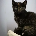 Kot do adopcji, Piła, 28 sierpnia 2022